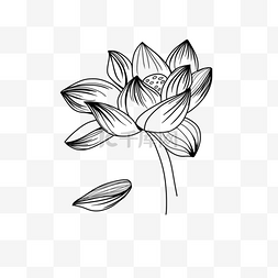 单色水彩图片_单色线条画盛开的莲花