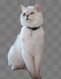 毛茸茸猫咪图片_猫咪动物宠物布偶猫