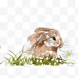 棕色的小兔子图片_可爱的小兔