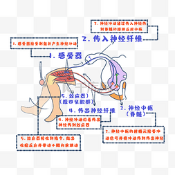 足底反射区图片_教育培训生物实验膝跳反射图解手