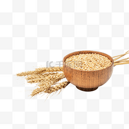 农作物小麦麦子
