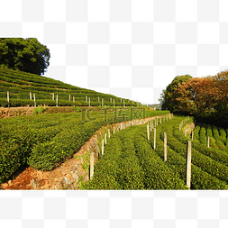 茶树图片_杭州西湖春季茶园梅家坞植物