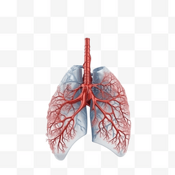 医学医疗人体器官组织肺