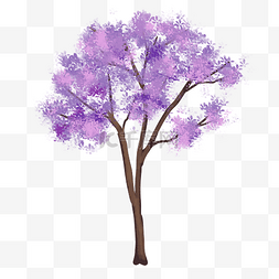 紫色大树图片_紫色蓝花楹树木