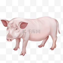 猪养殖料线图片_养殖业畜禽农业养殖家禽猪