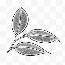黑白肌理肌理图片_黑白线描植物叶子