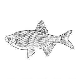 卡通涂鸦装饰图片_孤立的线上的鱼。