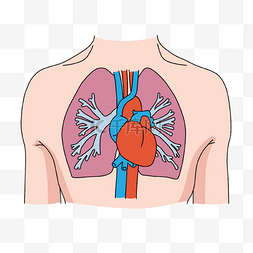 心脏病学胸部器官插画