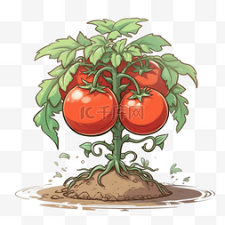 番茄成串图片_农业种植果蔬番茄