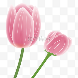 春季海报海报图片_春天粉色花朵花苞郁金香png免抠