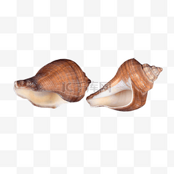 淋巴图片_静物动物沙滩海螺