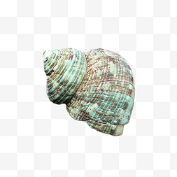 海洋贝类沙滩海螺