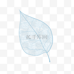 整体脉络图片_秋天树叶叶脉植物半透明