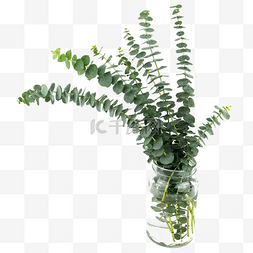 室内绿植psd图片_绿植尤加利装饰花瓶