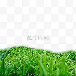 自然界中的绿色图片_草生长草坪春天发芽