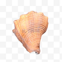 摄影图动物外壳海螺