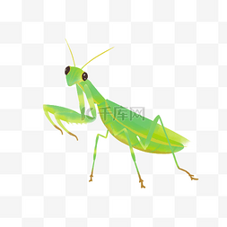虫子动物图片_绿色昆虫螳螂