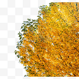 大树秋天叶子黄叶秋色