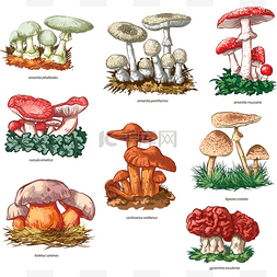 毒蘑菇手绘图片_毒蘑菇