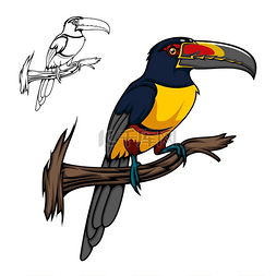 Aracari 巨嘴鸟坐在树枝上，矢量卡