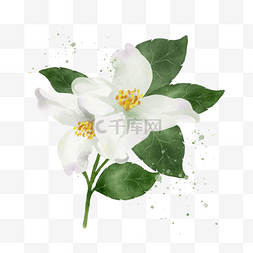 植物的组成图片_茉莉花植物水彩花卉