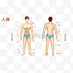 人体医疗组织器官人体示意图