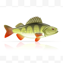贝多芬logo图片_鲈鱼鱼