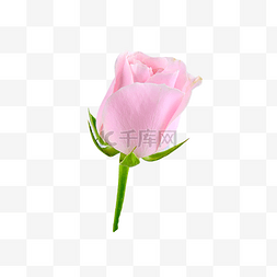 新鲜紫葡萄图片_新鲜礼物装饰玫瑰花