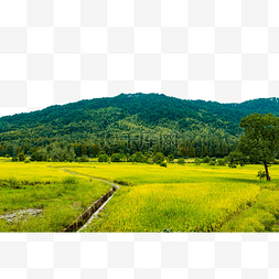 稻田丰收的田园景色