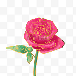 红玫瑰金线描水彩花卉