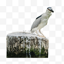 石头上的鹭鸟