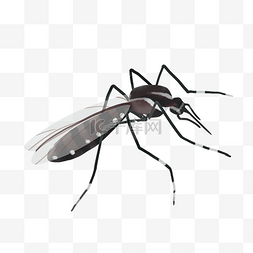 害虫虫子蚊子