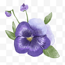 三色堇水彩风格蝴蝶花紫色