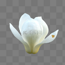 玉兰花花朵 白玉兰