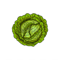 卷心菜头隔离的绿色蔬菜生食矢量