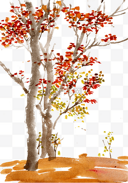 秋天树林风景图片_耸立的枫树
