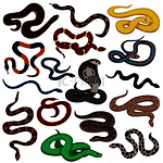 爬行动物装饰图标集不同颜色和皮肤图案的毒蛇生物隔离矢量图。