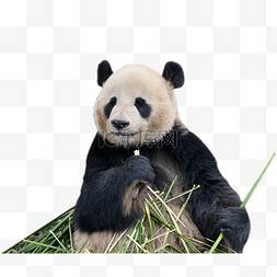 食草动物熊猫