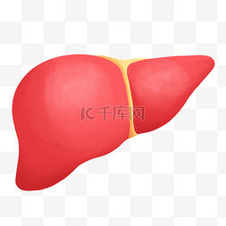 肝脏肝包膜图图片_世界肝炎日肝脏