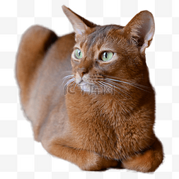 耳朵摄影图条纹猫