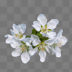 梨花春天白色花盛开