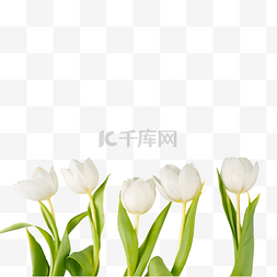 花枝白色图片_白色郁金香鲜花