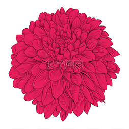 invitations图片_Beautiful flower Dahlia isolated on white bac