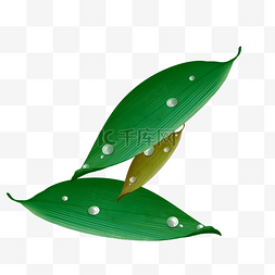 植物上的露珠图片_绿叶上的露珠
