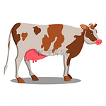 可爱的奶牛生长在农场，生产有机、美味和健康的牛奶，白色背景上孤立的卡通矢量插图。可爱的奶牛生长在农场孤立的卡通插图