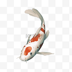 白皮红斑卡通锦鲤
