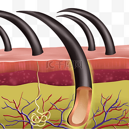 美发毛囊剖面图
