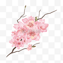 粉色樱桃树图片_水彩粉色重瓣樱花花朵