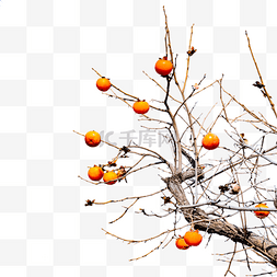 冬季果实图片_冬天枯树枝柿子树