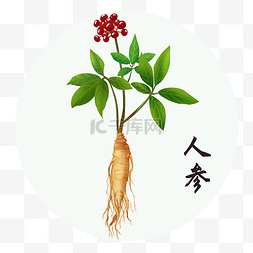 中草药中药植物人参